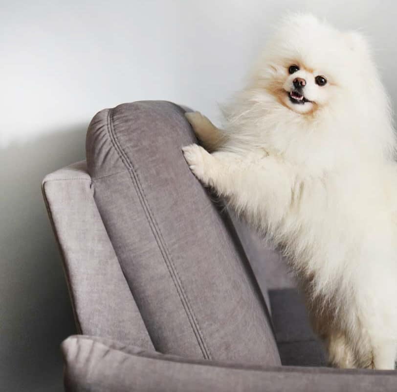 Pomeranian sitzt auf einem blauen, weichen Hundesofa mit erhöhtem Rand in modernem Wohnzimmer.